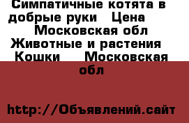 Симпатичные котята в  добрые руки › Цена ­ 10 - Московская обл. Животные и растения » Кошки   . Московская обл.